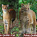 African Golden Cat vs Asian Golden Cat: The Differences
